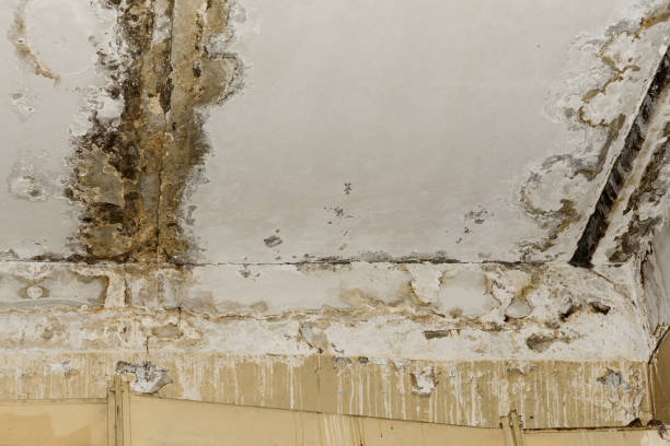 Best Mold Damage Restoration  in Wanaque, NJ