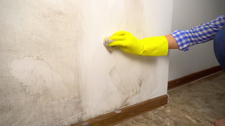 Best Black Mold Removal  in Wanaque, NJ