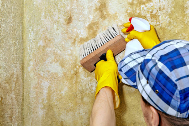 Best Commercial Mold Inspection  in Wanaque, NJ